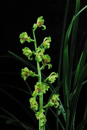 江苏省(太仓)第八届蕙兰展特金奖欣赏-以兰会友-中国兰花交易网社区