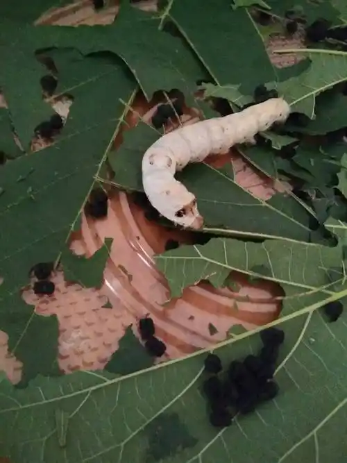 一个多星期前从同事那要来几只蚕虫宝宝,拿回来一直是家里的小朋友