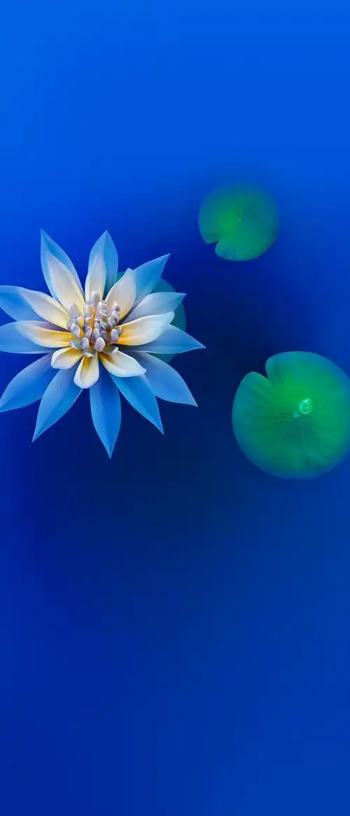 壁纸- 华为nova系列华为nova7系列 花粉俱乐部