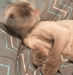 动物喵星人搞笑呆萌gif动图_动态图_表情包下载_soogif