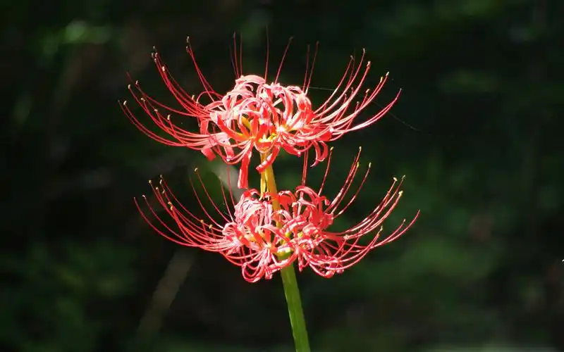 漂亮彼岸花桌面壁纸