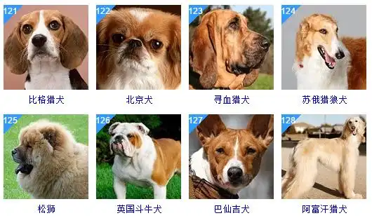 狮城论坛最全狗狗智商排名养松狮的哭晕在厕所07Д