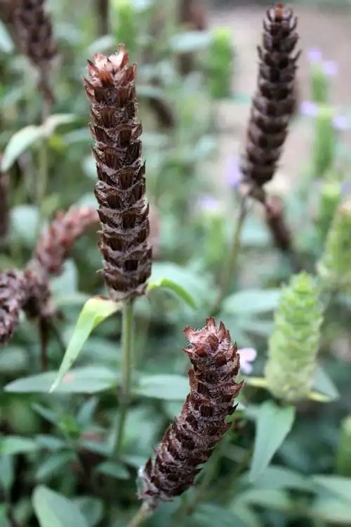 夏枯草  摄于2-13-06-15  植物园 用法用量:9-15克,或熬膏服