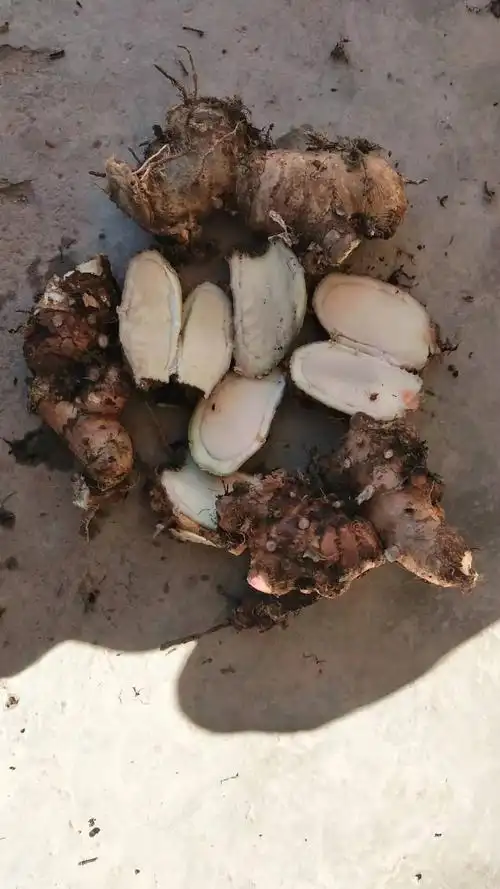 【联系我时,请说是在一亩田上看到的】 自然生长的野生山姜,大量有货.