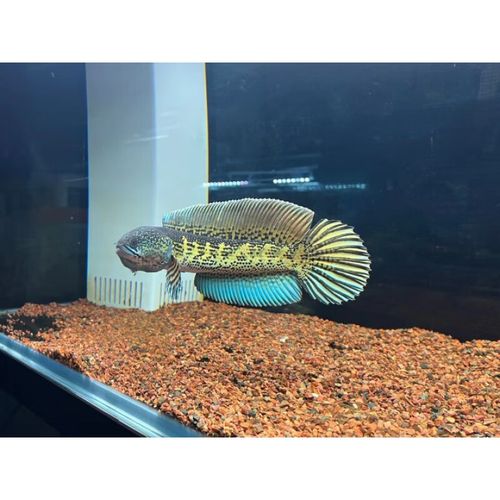 黄金眼镜雷龙鱼幻红幻蓝火背鬼王七彩巧克力阿萨姆奶茶雷龙鱼 黄金