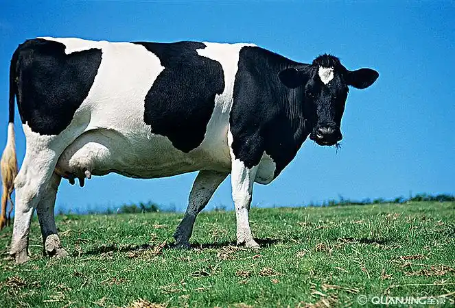 黑白花奶牛