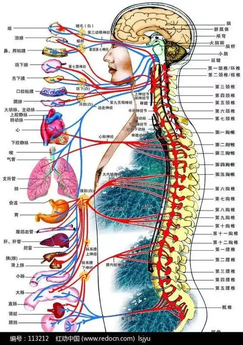 人龙骨——人体脊柱全息图(高清)_脊椎