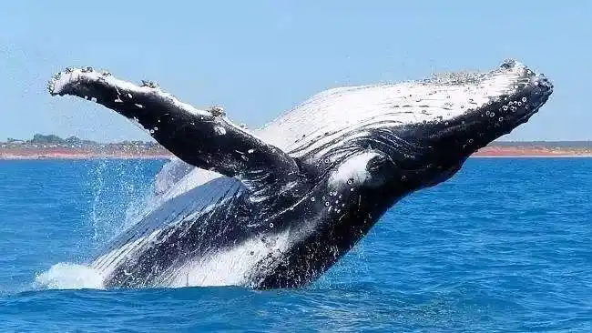世界第三大鲸鱼,外表让人看着难受,明明长寿,数量却越来越少