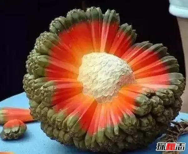 世界上最恐怖的水果西非荔枝果不熟可以致命