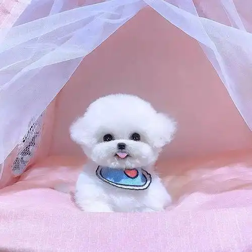 【贵阳犬舍】纯种比熊幼犬活体白色可爱型法国卷毛小型犬宠物训练