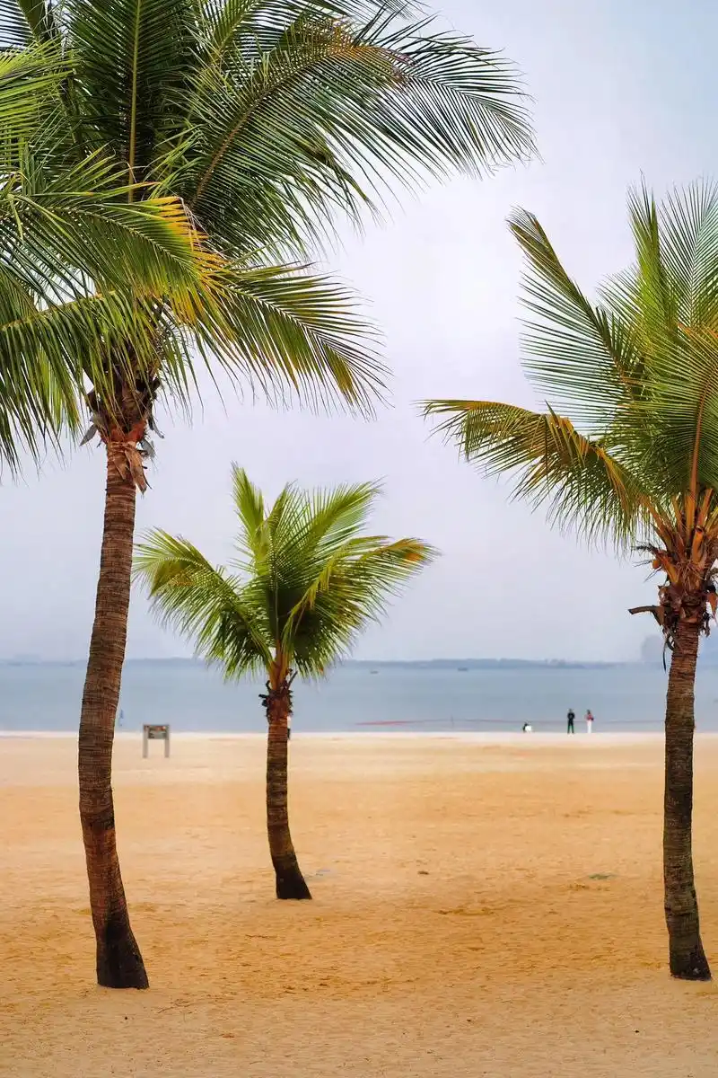 浅金色的沙滩,碧蓝的海岸线,盛绿的椰子树 - 抖音