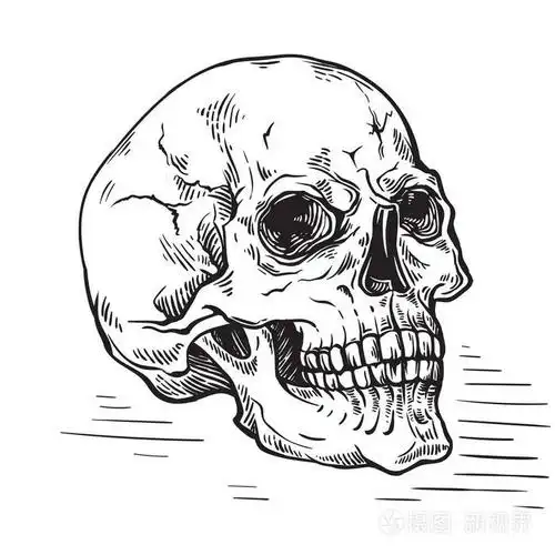 手绘素描解剖头骨复古向量插画-正版商用图片17u0l3-摄图新视界