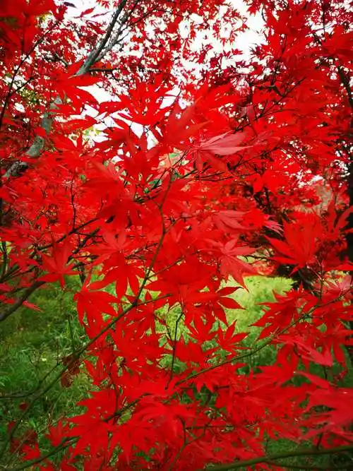 枫树叶火红火红,红的发光红的鲜亮,在秋风吹拂下一个劲儿地飘舞,展示