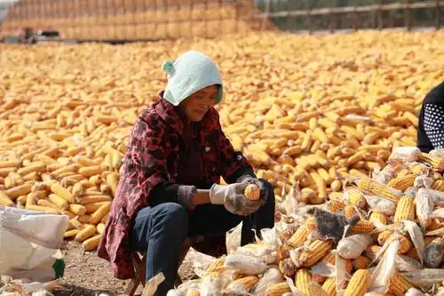 黄金岁月喜丰收～老家的玉米收购站……深泽县滹沱两岸南冶庄头村