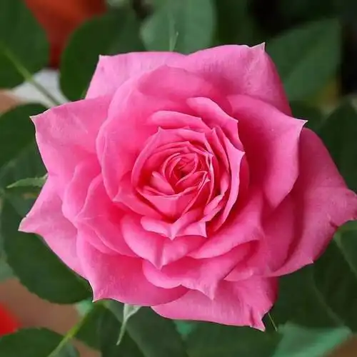 用太阳花做头像的寓意_微信头像图片大全