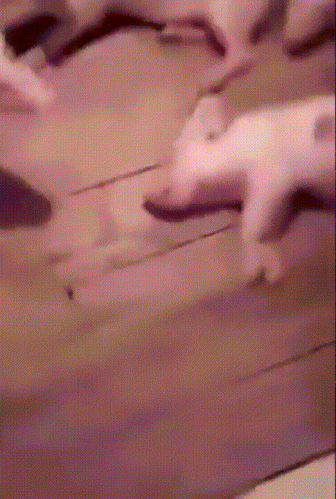 搞笑小猪熟睡可爱gif动图_动态图_表情包下载_soogif