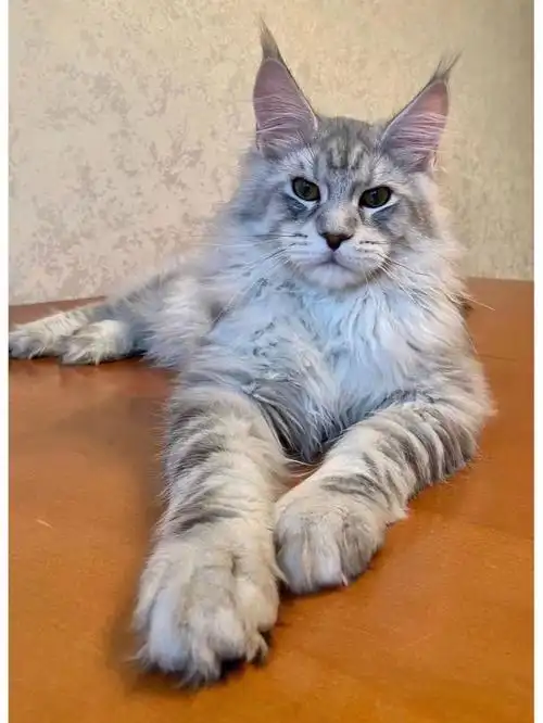 06颜色ns24pale silvershaded line#缅因猫  #缅因  #缅因库恩猫