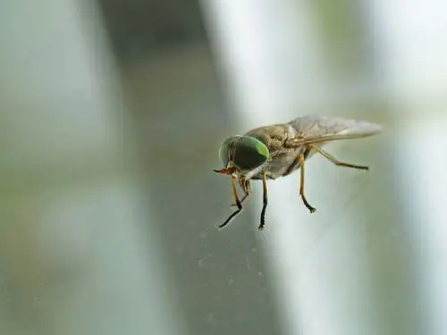 一只苍蝇站在阳台玻璃上.闲 闲 闲的我,拍了它.一番惊喜.