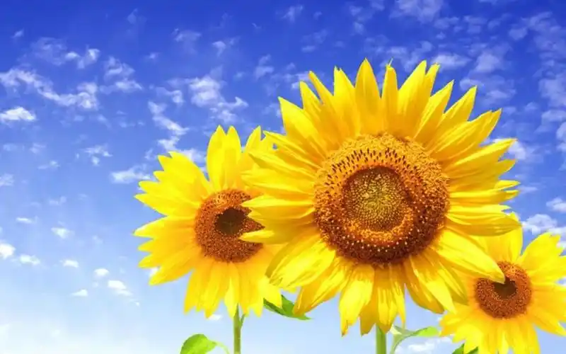 正能量满满的励志语阳光暖心充满智慧