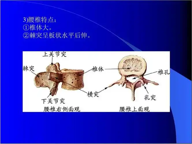非常适合备考以及上课什么的 3)腰椎特点:①椎体大.