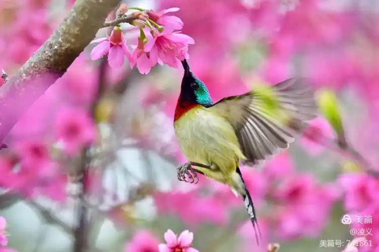 鸟语花香,美到心醉
