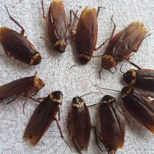 蟑螂250克 美洲大蠊干品全虫入药 500g人工养殖多规格