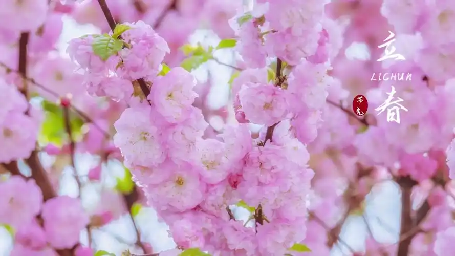 2021立春节气唯美樱花配图