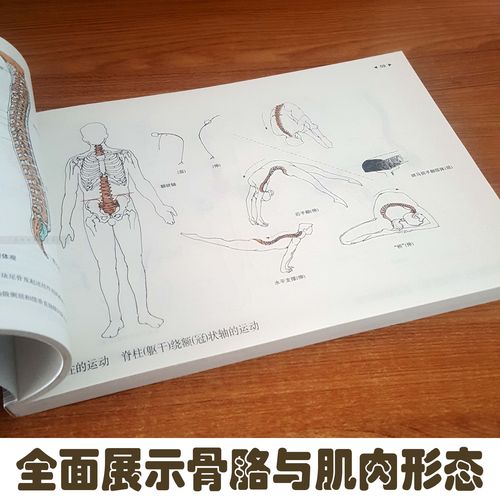 运动医学图解解剖学书籍肌肉解刨图谱人体3版体育运动新