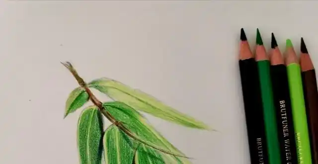 零基础学彩铅,竹子彩铅技法,值得收藏!