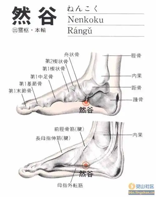 收藏| 小中大3# (2) 然谷  ki2  rán gǔ 然谷 在足舟骨粗隆前下