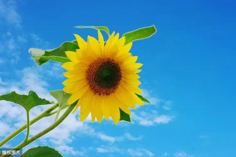 世界是无限美好的,充满希望的,我们生活就充满阳光;乐观的心态能把坏