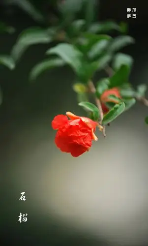 【竖幅石榴花摄影图片】生态摄影_太平洋电脑网摄影部落