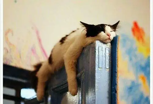 【萌宠话题】想睡就睡的喵星人