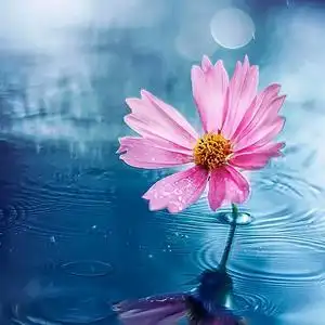 兰花新开金灿灿头像