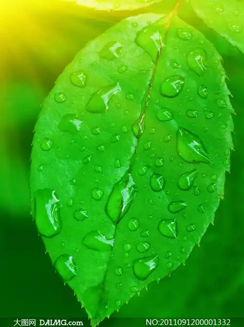 春天绿色树叶高清摄影图片