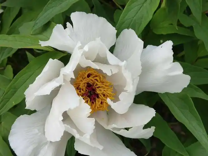 (药用牡丹.发现于高速路下.