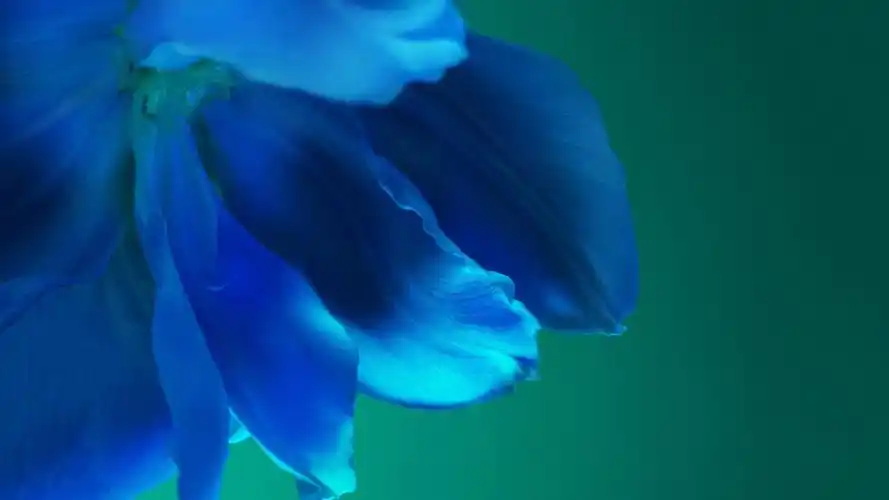 华为p40官方内置高清桌面壁纸