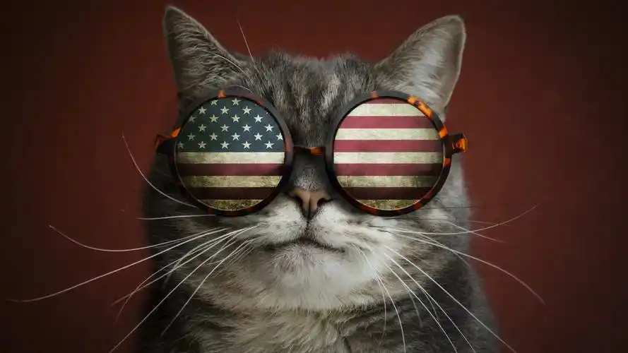 壁纸 猫,眼镜,美国国旗,有趣的动物 1920x1200 hd 高清壁纸, 图片