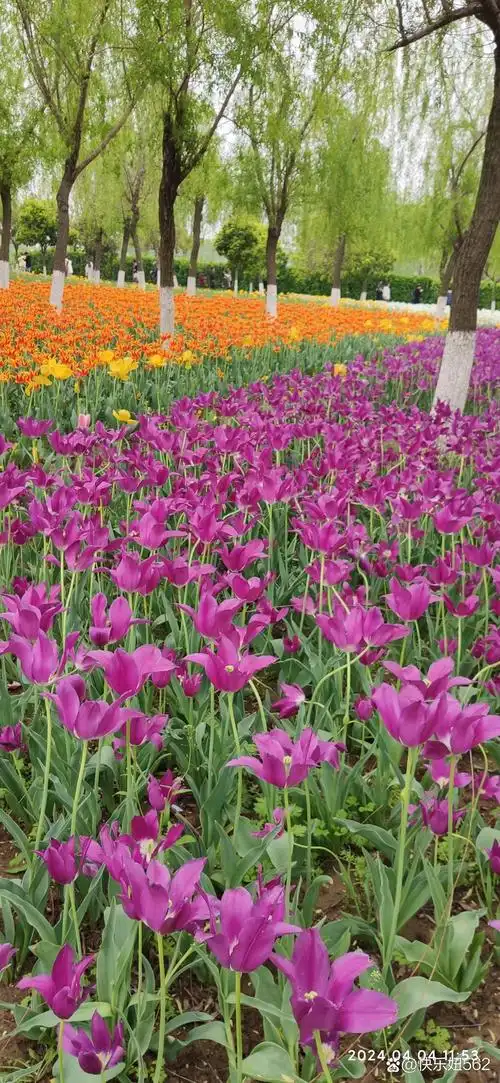 河南省南阳市新野县郁金香园,各种各样的郁金香在每年的4月绽放,欢迎