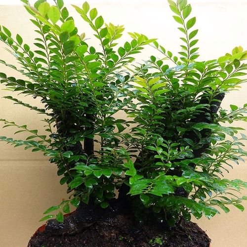 真正小叶紫檀树盆景(真正小叶紫檀树盆景怎么养)