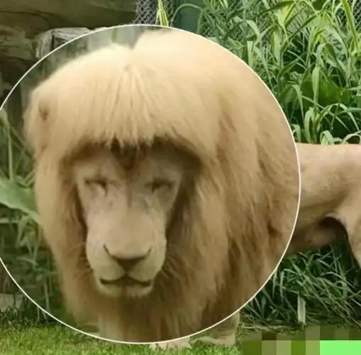 广州一动物园疑似给狮子剪齐刘海?饲养员:我们不敢剪它自己理的