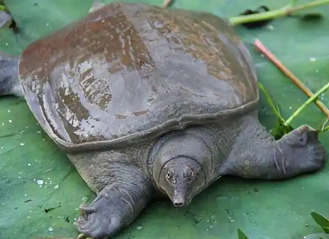 俗语"千年的王八万年龟",下一句其实更有意思,可惜多数人不知