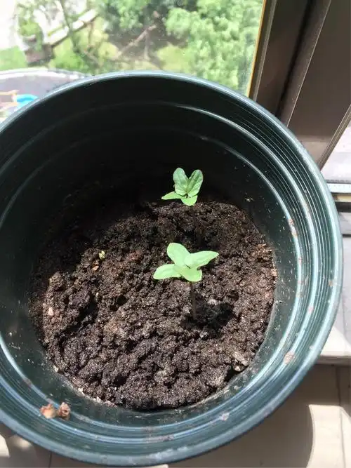 牵牛花观察日记