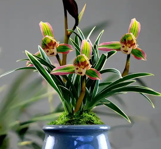 养兰花没信心?试试这款"好养"兰,花开复色,叶带金边,真漂亮