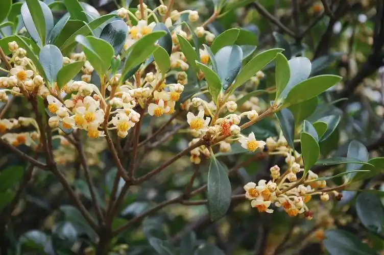 sprague 山茶科 theaceae 厚皮香属
