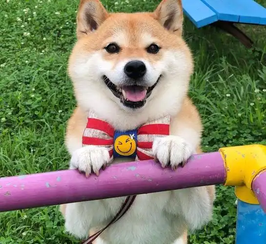 十大最听话的狗排名,智商高又不掉毛的狗