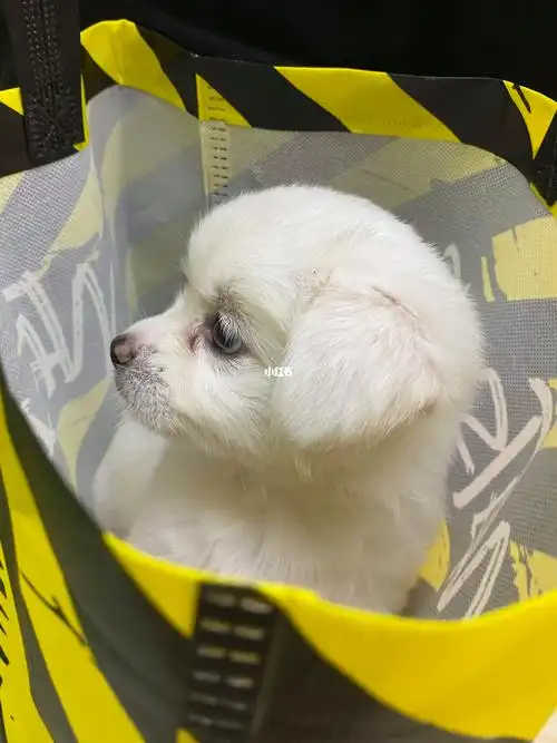 分享几颗qq白白糯糯的汤圆脑袋