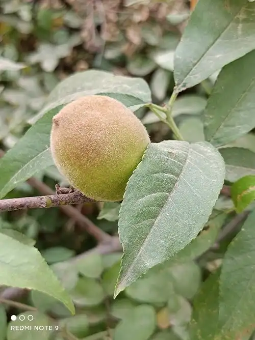 还没有成熟的野毛桃,1