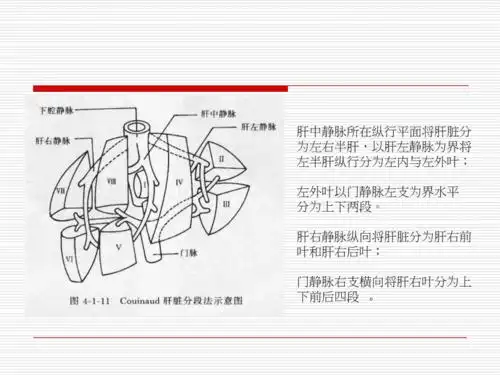 肝脏五叶八段解剖ppt