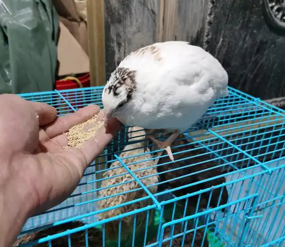 白化莎维麦脱巨型肉大鹌鹑鸟种蛋受精可孵化活体公母青年苗成年种